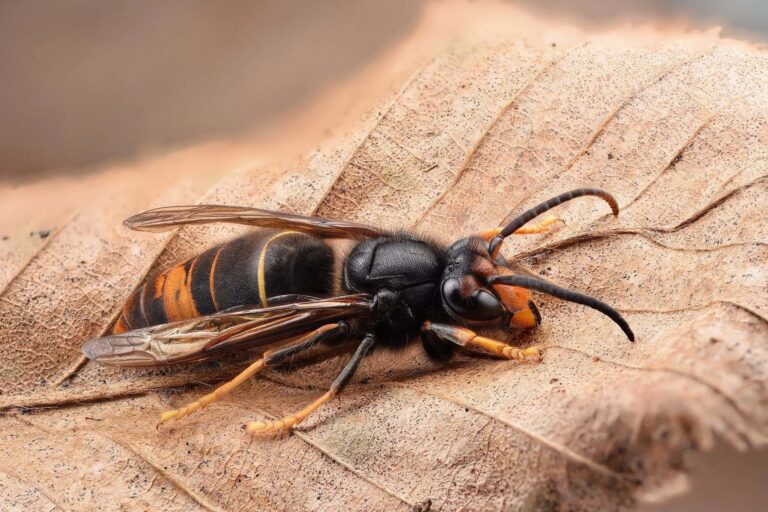 Informationen zum Thema Asiatische Hornissen